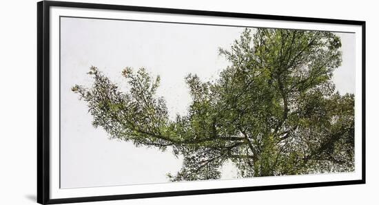 Pine Tops-Micheal Zarowsky-Framed Giclee Print