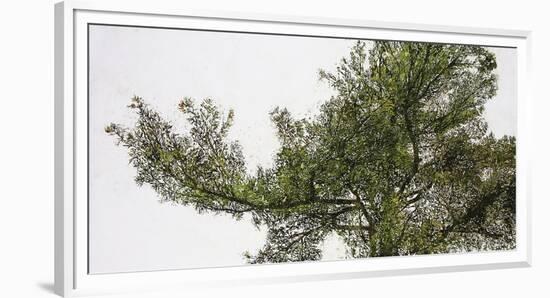 Pine Tops-Micheal Zarowsky-Framed Giclee Print