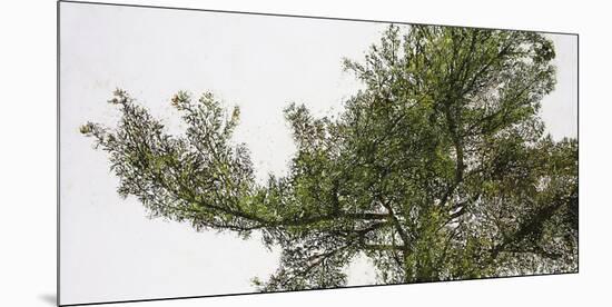 Pine Tops-Micheal Zarowsky-Mounted Giclee Print