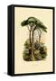 Pine Tree, 1833-39-null-Framed Stretched Canvas