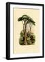 Pine Tree, 1833-39-null-Framed Giclee Print