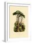 Pine Tree, 1833-39-null-Framed Giclee Print