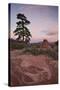 Pine Tree and Sandstone at Dawn with Pink Clouds-James Hager-Stretched Canvas