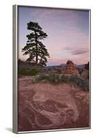 Pine Tree and Sandstone at Dawn with Pink Clouds-James Hager-Framed Photographic Print