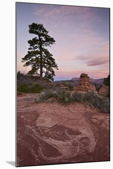Pine Tree and Sandstone at Dawn with Pink Clouds-James Hager-Mounted Photographic Print