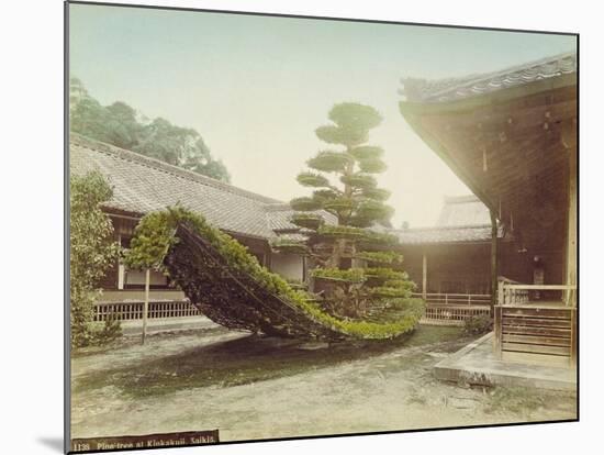 Pine Tree at Kinkaku-Ji, Kyoto, C.1905-null-Mounted Giclee Print