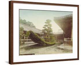 Pine Tree at Kinkaku-Ji, Kyoto, C.1905-null-Framed Giclee Print