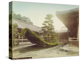 Pine Tree at Kinkaku-Ji, Kyoto, C.1905-null-Stretched Canvas