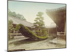 Pine Tree at Kinkaku-Ji, Kyoto, C.1905-null-Mounted Giclee Print