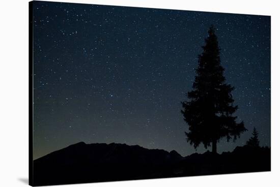 Pine Tree at Night on Stuoc Peak, Durmitor Np, Montenegro, October 2008-Radisics-Stretched Canvas