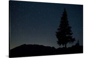 Pine Tree at Night on Stuoc Peak, Durmitor Np, Montenegro, October 2008-Radisics-Stretched Canvas