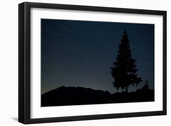 Pine Tree at Night on Stuoc Peak, Durmitor Np, Montenegro, October 2008-Radisics-Framed Photographic Print