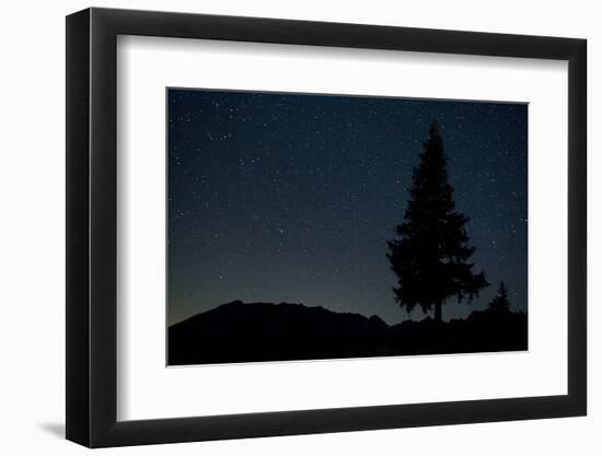 Pine Tree at Night on Stuoc Peak, Durmitor Np, Montenegro, October 2008-Radisics-Framed Photographic Print