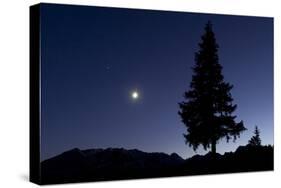 Pine Tree at Night with Moon Shining, on Stuoc Peak, Durmitor Np, Montenegro, October 2008-Radisics-Stretched Canvas