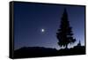 Pine Tree at Night with Moon Shining, on Stuoc Peak, Durmitor Np, Montenegro, October 2008-Radisics-Framed Stretched Canvas