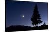 Pine Tree at Night with Moon Shining, on Stuoc Peak, Durmitor Np, Montenegro, October 2008-Radisics-Stretched Canvas