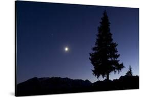 Pine Tree at Night with Moon Shining, on Stuoc Peak, Durmitor Np, Montenegro, October 2008-Radisics-Stretched Canvas