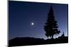 Pine Tree at Night with Moon Shining, on Stuoc Peak, Durmitor Np, Montenegro, October 2008-Radisics-Mounted Premium Photographic Print