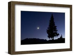 Pine Tree at Night with Moon Shining, on Stuoc Peak, Durmitor Np, Montenegro, October 2008-Radisics-Framed Photographic Print