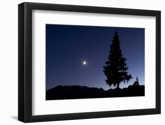 Pine Tree at Night with Moon Shining, on Stuoc Peak, Durmitor Np, Montenegro, October 2008-Radisics-Framed Photographic Print