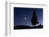 Pine Tree at Night with Moon Shining, on Stuoc Peak, Durmitor Np, Montenegro, October 2008-Radisics-Framed Photographic Print