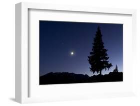 Pine Tree at Night with Moon Shining, on Stuoc Peak, Durmitor Np, Montenegro, October 2008-Radisics-Framed Photographic Print