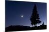 Pine Tree at Night with Moon Shining, on Stuoc Peak, Durmitor Np, Montenegro, October 2008-Radisics-Mounted Photographic Print