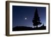 Pine Tree at Night with Moon Shining, on Stuoc Peak, Durmitor Np, Montenegro, October 2008-Radisics-Framed Photographic Print