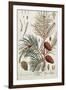 Pine Tree, from A Curious Herbal, Published in Nuremburg in 1757-Elizabeth Blackwell-Framed Giclee Print