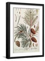 Pine Tree, from A Curious Herbal, Published in Nuremburg in 1757-Elizabeth Blackwell-Framed Giclee Print