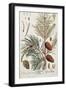 Pine Tree, from A Curious Herbal, Published in Nuremburg in 1757-Elizabeth Blackwell-Framed Giclee Print