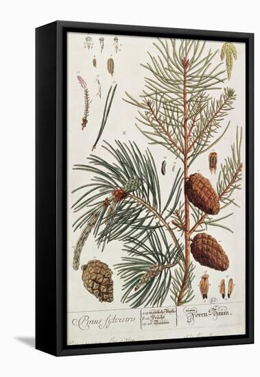 Pine Tree, from A Curious Herbal, Published in Nuremburg in 1757-Elizabeth Blackwell-Framed Stretched Canvas