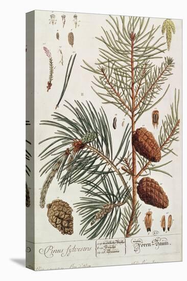 Pine Tree, from A Curious Herbal, Published in Nuremburg in 1757-Elizabeth Blackwell-Stretched Canvas