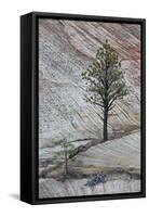 Pine Tree Growing on a Sandstone Ledge-James Hager-Framed Stretched Canvas