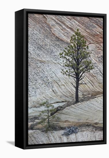 Pine Tree Growing on a Sandstone Ledge-James Hager-Framed Stretched Canvas