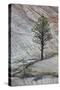 Pine Tree Growing on a Sandstone Ledge-James Hager-Stretched Canvas
