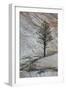 Pine Tree Growing on a Sandstone Ledge-James Hager-Framed Photographic Print