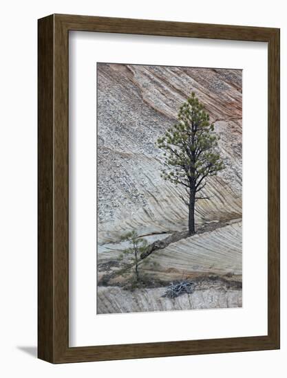 Pine Tree Growing on a Sandstone Ledge-James Hager-Framed Photographic Print