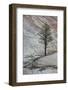 Pine Tree Growing on a Sandstone Ledge-James Hager-Framed Photographic Print