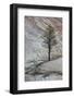 Pine Tree Growing on a Sandstone Ledge-James Hager-Framed Photographic Print