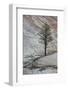 Pine Tree Growing on a Sandstone Ledge-James Hager-Framed Photographic Print