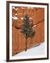 Pine Tree in Front of Red-Rock Face with Snow on the Ground, Dixie National Forest, North America-James Hager-Framed Photographic Print