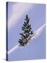Pine Tree in Snow, Bryce Canyon National Park, Utah, United States of America, North America-James Hager-Stretched Canvas