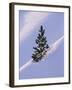 Pine Tree in Snow, Bryce Canyon National Park, Utah, United States of America, North America-James Hager-Framed Photographic Print