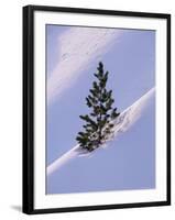 Pine Tree in Snow, Bryce Canyon National Park, Utah, United States of America, North America-James Hager-Framed Photographic Print