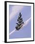 Pine Tree in Snow, Bryce Canyon National Park, Utah, United States of America, North America-James Hager-Framed Photographic Print