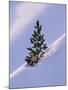 Pine Tree in Snow, Bryce Canyon National Park, Utah, United States of America, North America-James Hager-Mounted Photographic Print