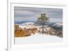 Pine tree in winter clings to the rim at Bryce Canyon National Park, Utah, USA-Panoramic Images-Framed Photographic Print