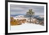 Pine tree in winter clings to the rim at Bryce Canyon National Park, Utah, USA-Panoramic Images-Framed Photographic Print