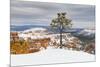 Pine tree in winter clings to the rim at Bryce Canyon National Park, Utah, USA-Panoramic Images-Mounted Photographic Print